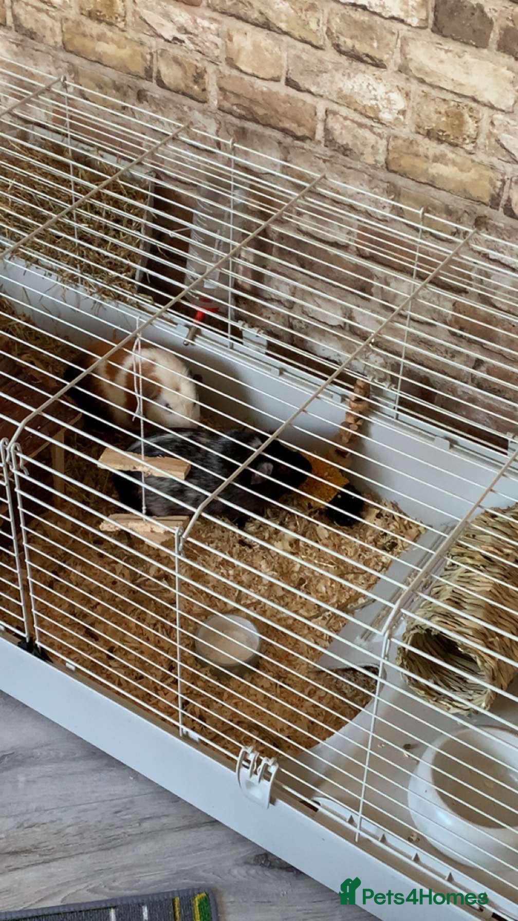 Guinea Pig rodents Guinea Pigs looking for there forever home - Advert 1