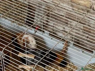 Guinea Pig rodents Guinea Pigs looking for there forever home - Advert 12