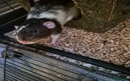 Rat rodents for sale: 2 male dumbo rats need rehoming!! - Image 7