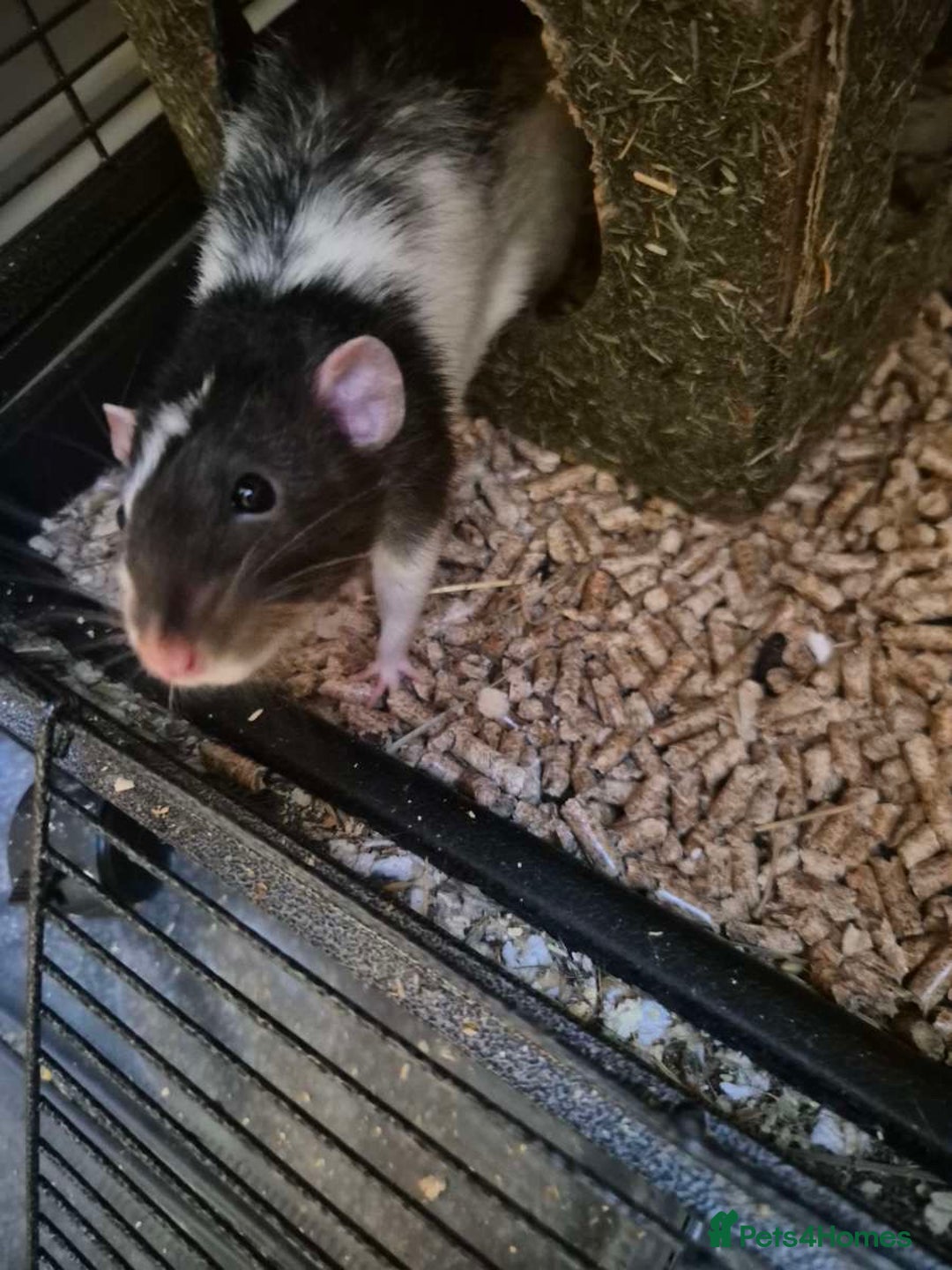 Rat rodents for sale: 2 male dumbo rats need rehoming!! - Image 7