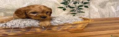 Cavapoo Puppy 3