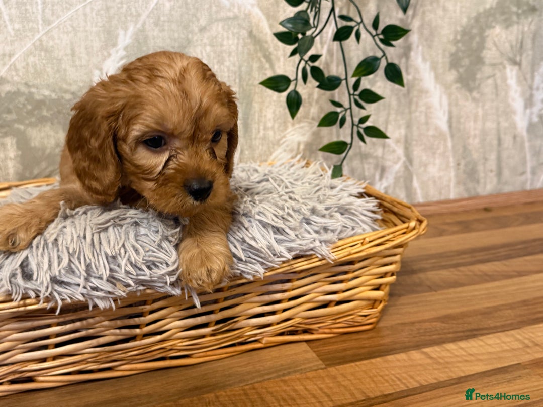 Cavapoo dogs for sale: Beautiful F1 Cavapoos  - Advert 15