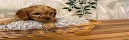 Cavapoo dogs for sale: Beautiful F1 Cavapoos  - Advert 29