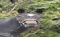 English Thoroughbred horses for sale: Dora - A Classy Flashy Allrounder  - Image 6