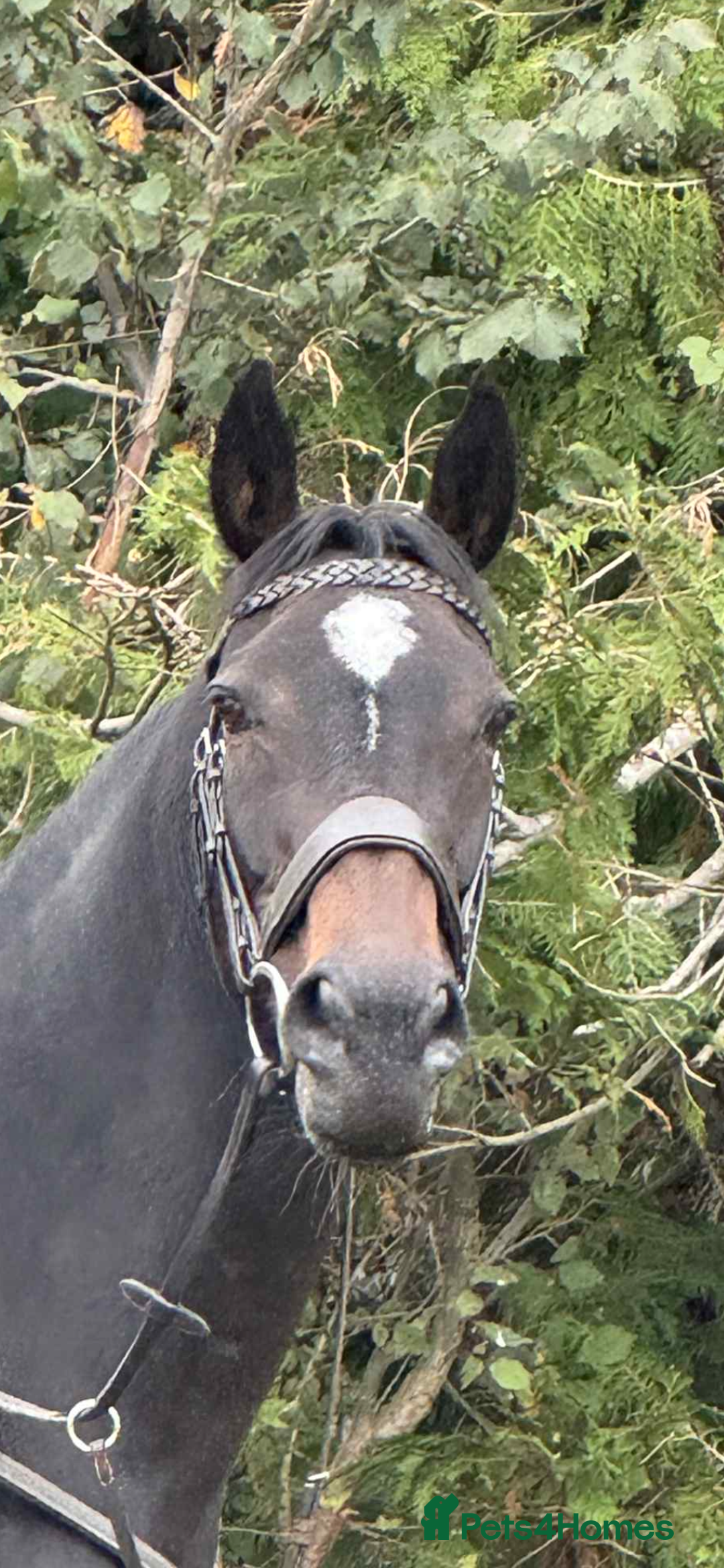 English Thoroughbred horses for sale: Dora - A Classy Flashy Allrounder  - Image 6