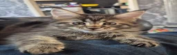 Maine Coon cats for sale: Amazing mainecoons. - Advert 11