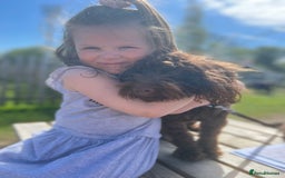 Cockapoo dogs for stud: 🍪 COOKIE. FOR STUD  - Advert 10