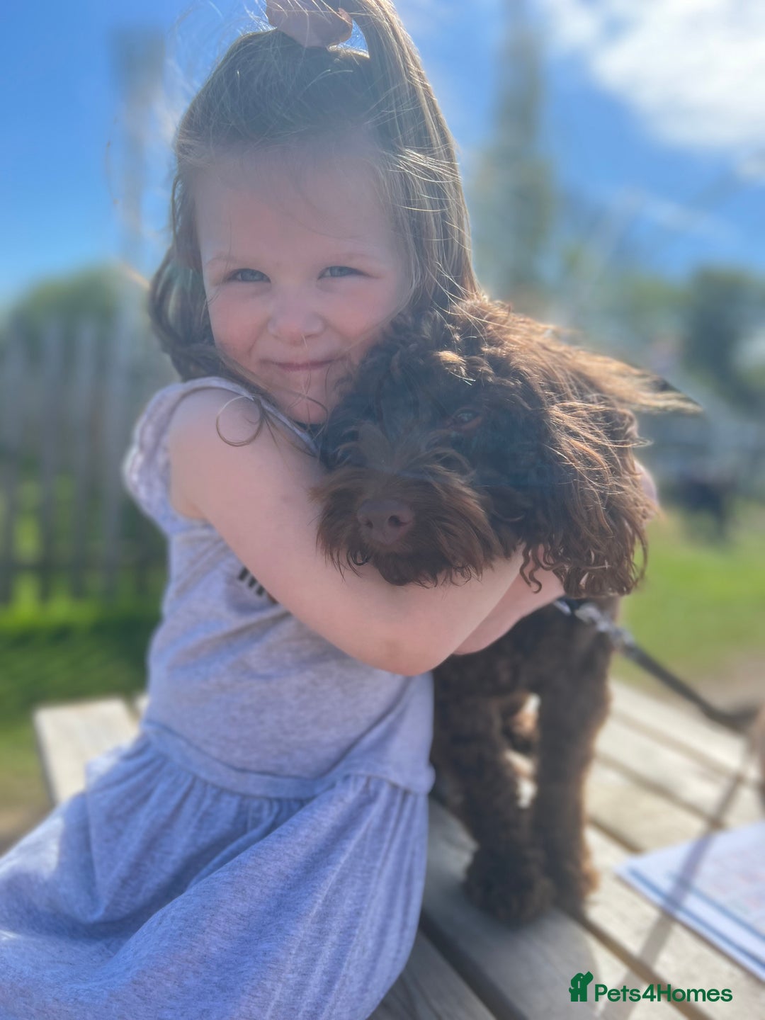 Cockapoo dogs for stud: 🍪 COOKIE. FOR STUD  - Advert 10