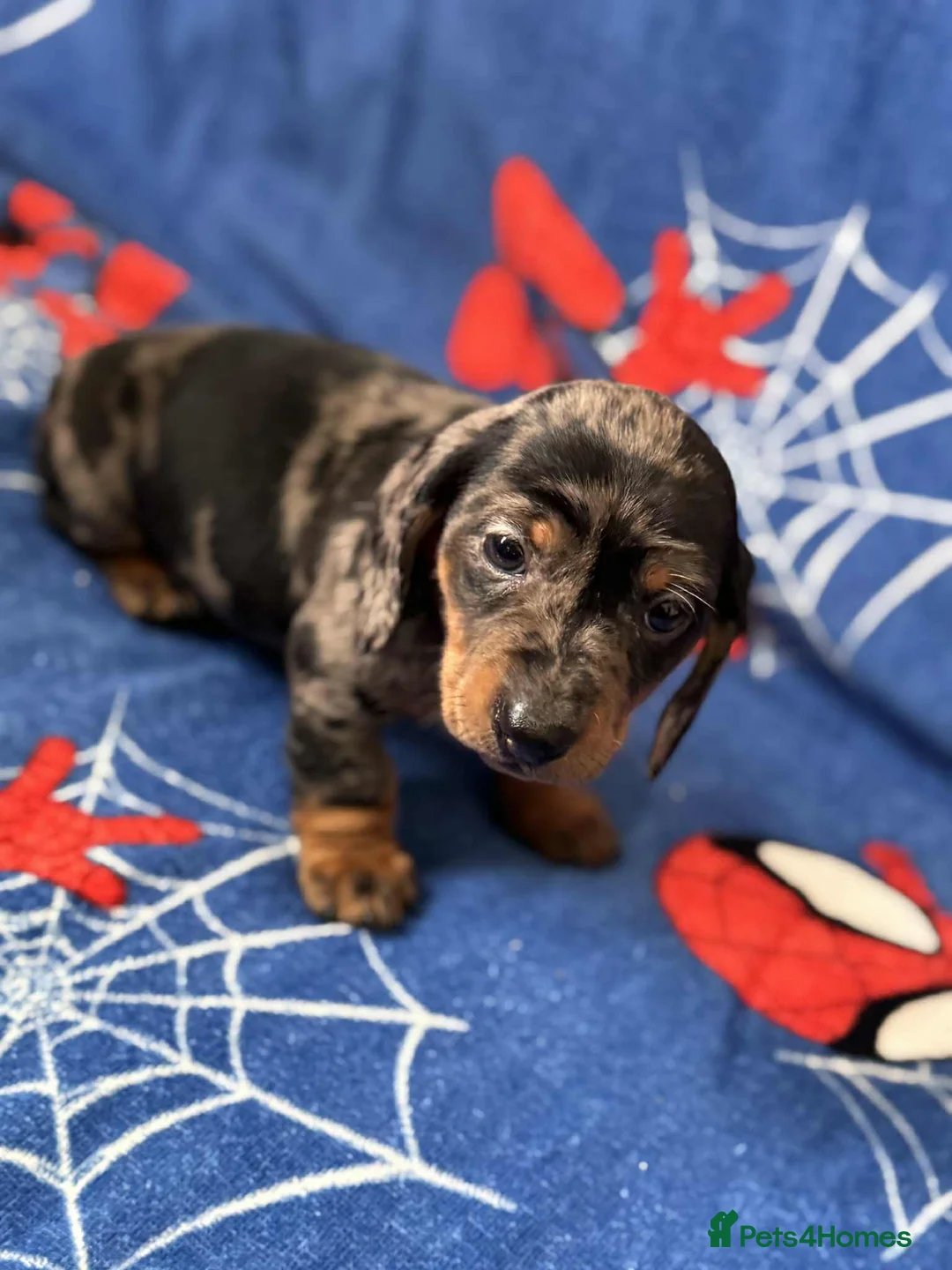 Miniature Dachshund dogs for sale: Puppies 🐶  - Advert 15