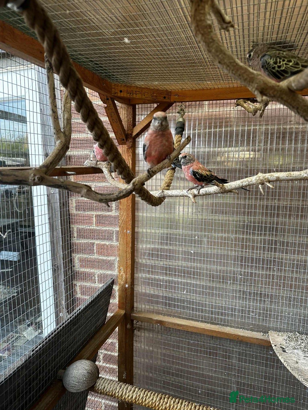 Parakeets birds for sale: Bourkes for sale  - Image 5
