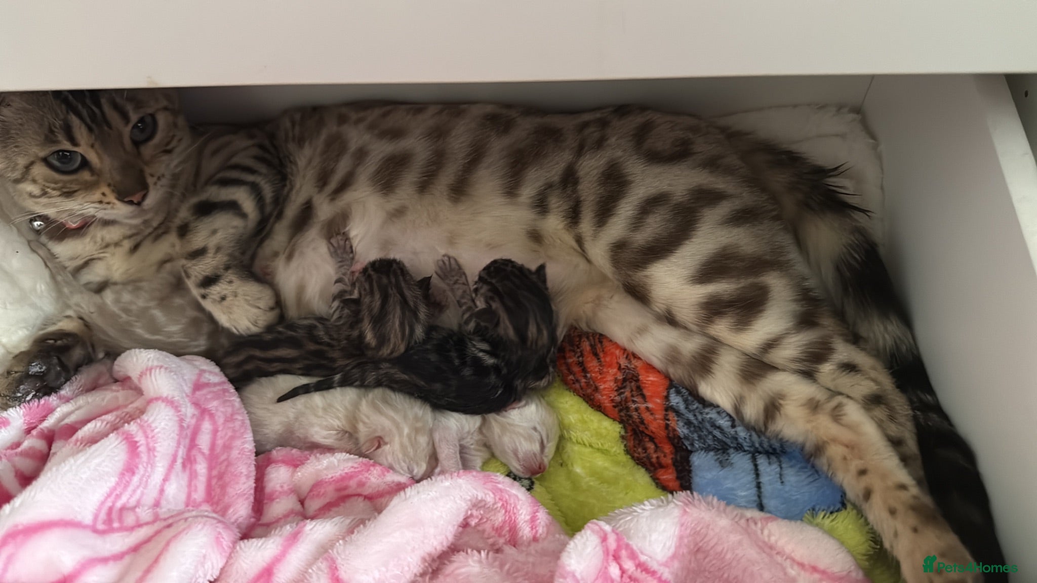 Bengal cats TICA Registered Gorgeous Bengals  - Advert 1