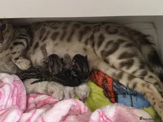 Bengal cats TICA Registered Gorgeous Bengals - Advert 1