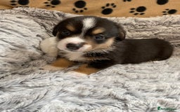 Welsh Corgi Cardigan dogs for sale: WELSH CARDIGAN CORGI BABIES FROM 5 ⭐ LICENSED HOME - Image 8