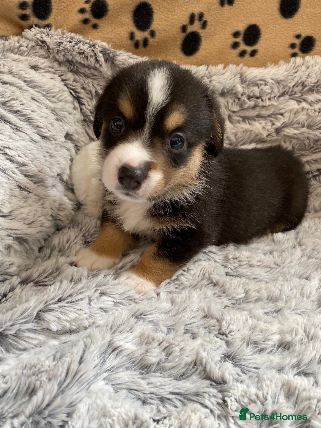 Welsh Corgi Cardigan dogs for sale: WELSH CARDIGAN CORGI BABIES FROM 5 ⭐ LICENSED HOME - Image 8