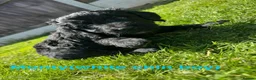 Mini Goldendoodle dogs for sale: F1 Miniature Goldendoodles   - Advert 12