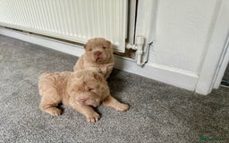 Shar Pei dogs for sale: Top quality bear coat sharpei  - Image 2