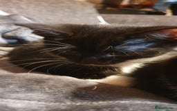 Mixed Breed cats for sale: 5 Kittens for sale 2 tuxedo and 3 black - Advert 3