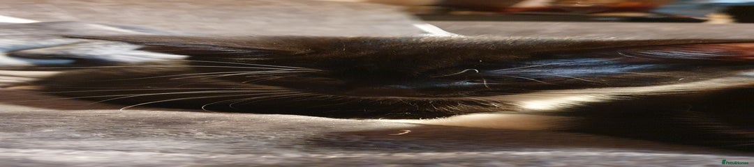 Mixed Breed Kitten 3