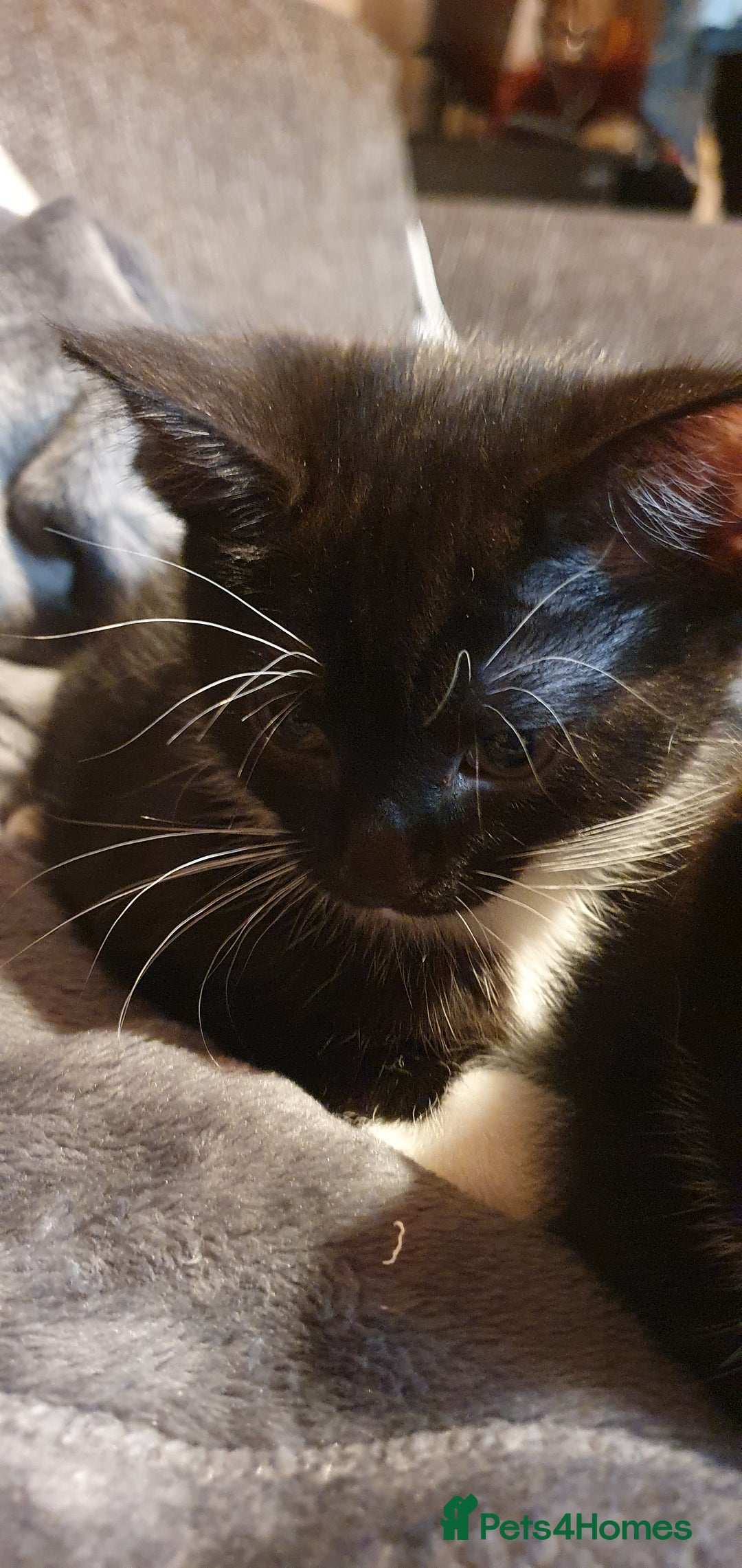 Mixed Breed cats for sale: 5 Kittens for sale 2 tuxedo and 3 black - Advert 3