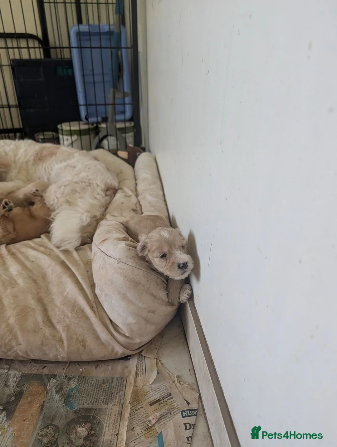 Cockapoo dogs for sale: Apricot and cream cockapoo boys available  - Advert 2