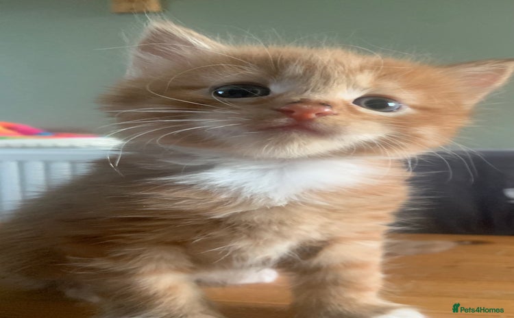 Mixed Breed cats - Advert 1