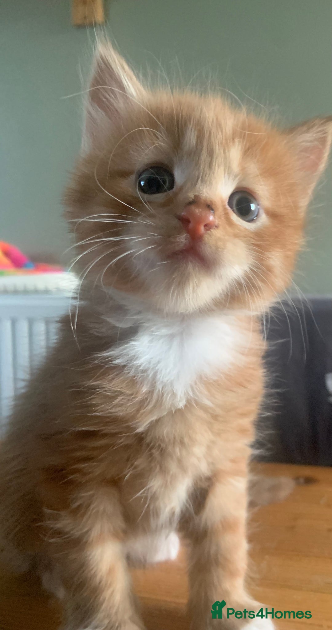 Mixed Breed cats for sale: 2 lovely male kittens nearly 5 weeks old - Image 1