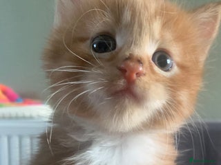 Mixed Breed cats - Advert 1