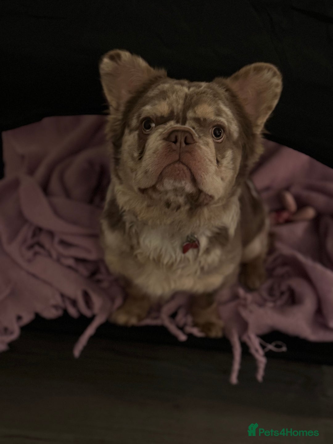 French Bulldog dogs for stud: 🇺🇸MR LAS VEGAS🇺🇸 - Advert 7