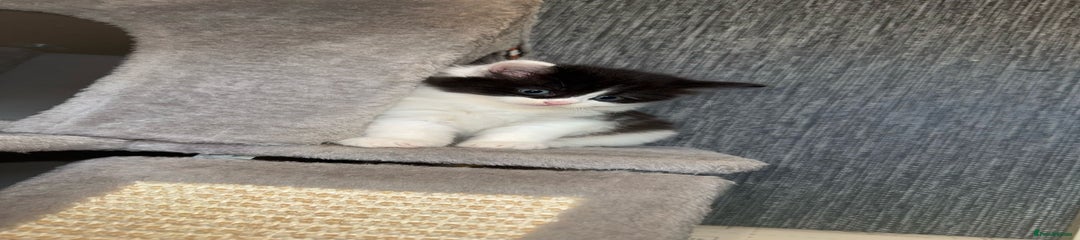 Ragdoll Kitten 3