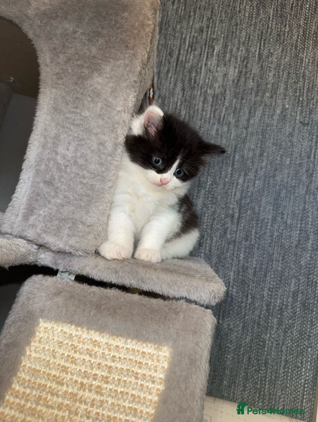 Ragdoll cats for sale: Ragdoll x Tabby Mix Kittens - Image 14