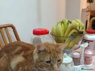 Mixed Breed cats Sushi - Advert 7