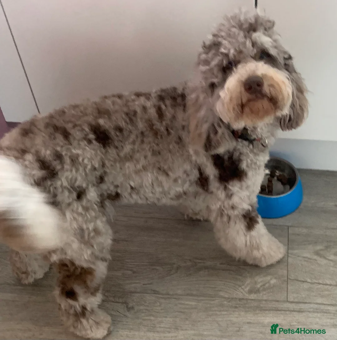 Cockapoo dogs for stud: PROVEN DNA tested Cockapoo Stud-Chocolate Merle in Stafford - Advert 11