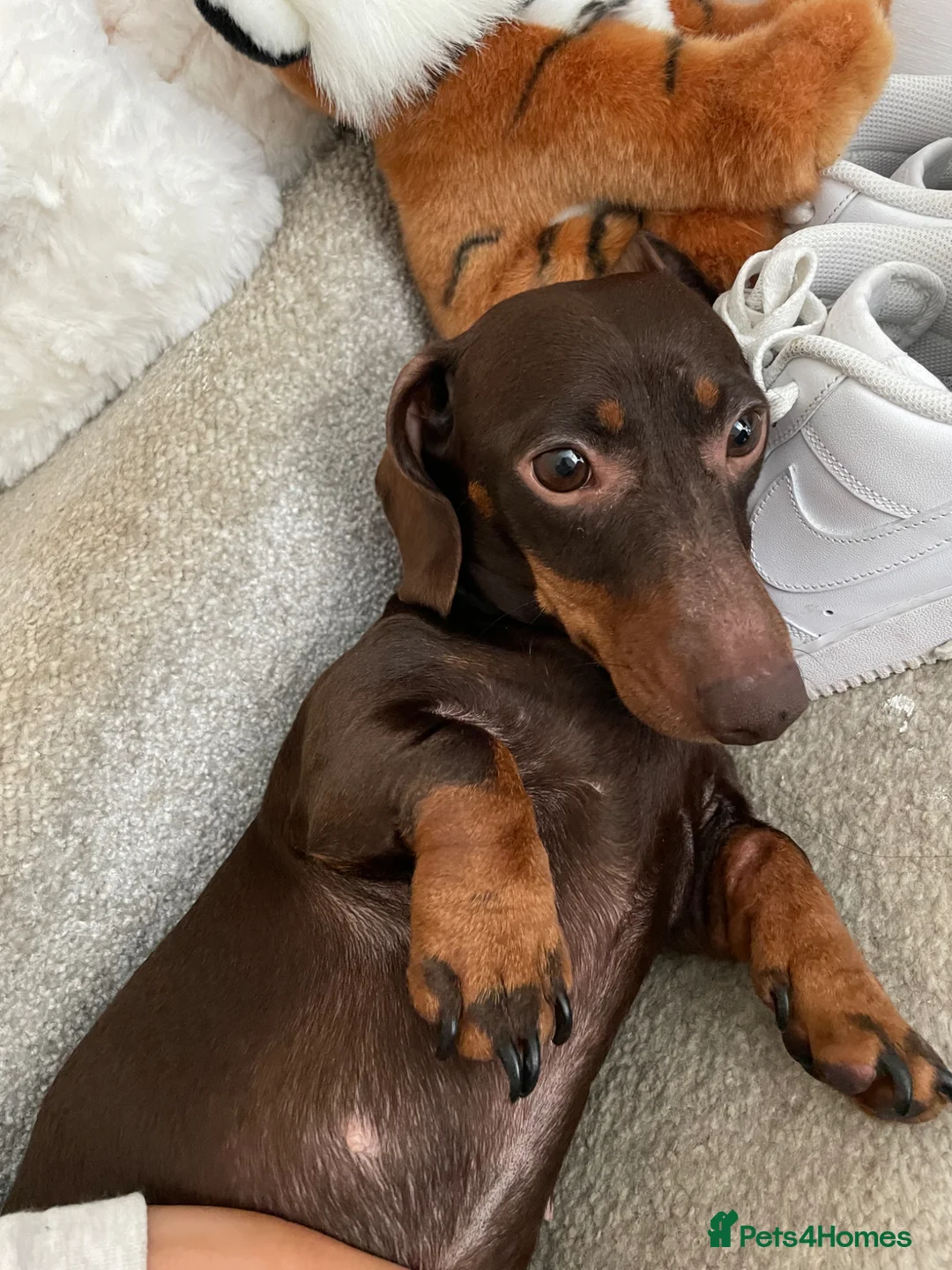 Miniature Dachshund dogs for sale: Miniature dachshund female - Advert 2