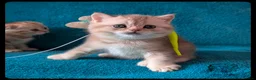 Scottish Fold cats for sale: TICA Registered Scottish kittens  in Peterborough - Advert 6