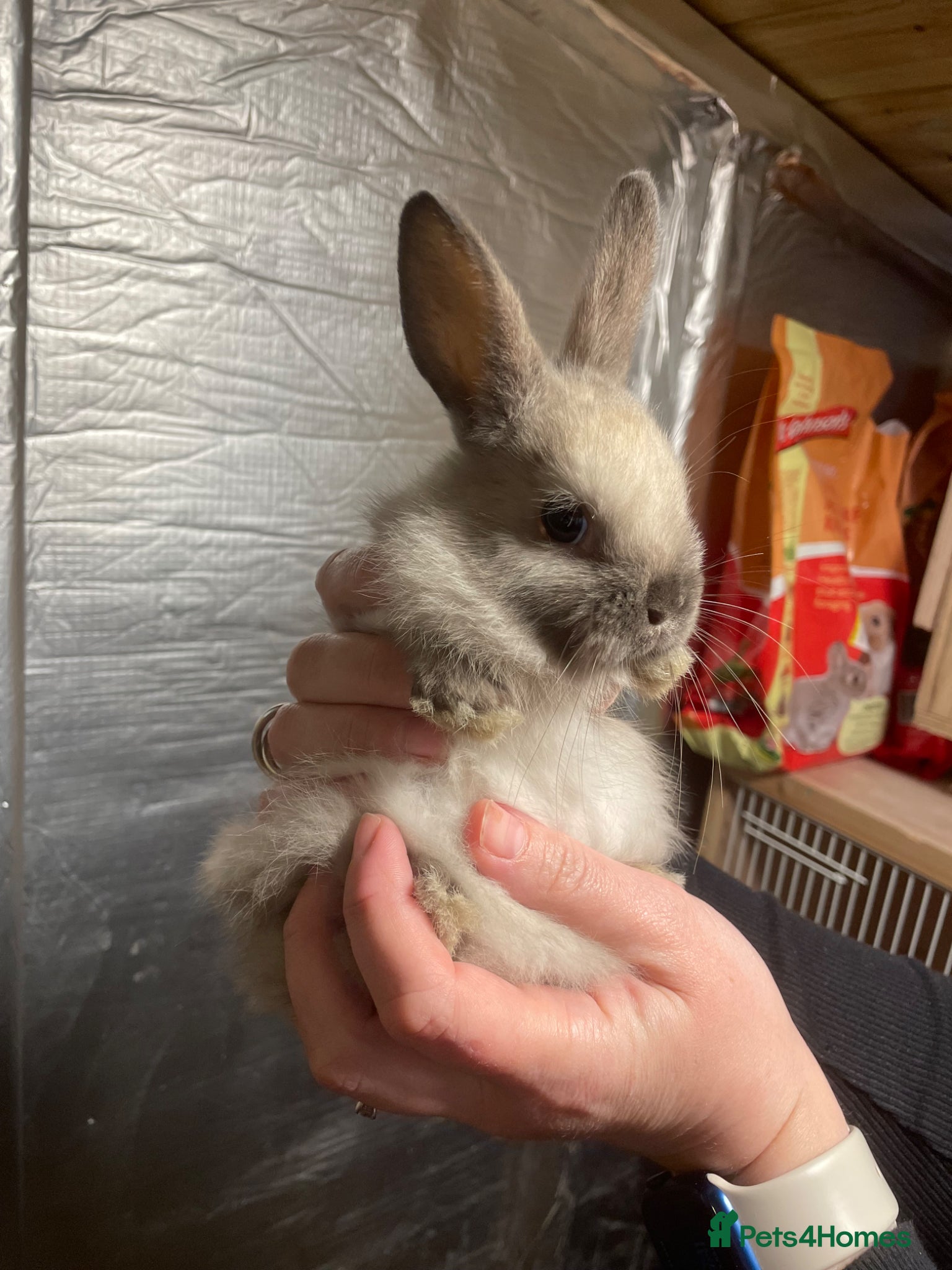 Mixed Breed rabbits Lionhead x Lops  - Advert 2