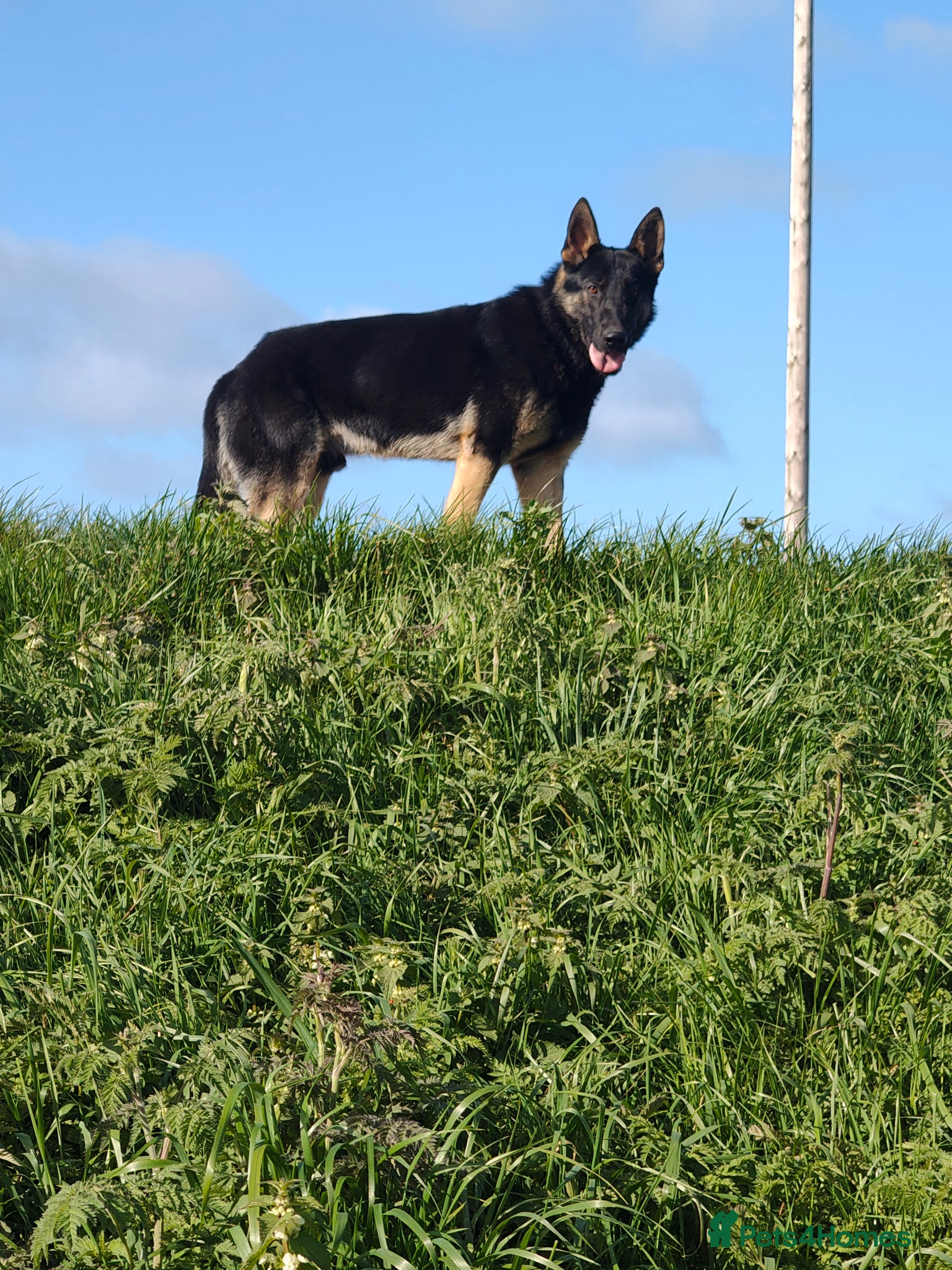 German Shepherd dogs Male Germany shepherd  - Advert 2