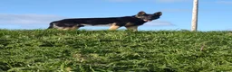 German Shepherd dogs for sale: Male German shepherd  - Advert 1