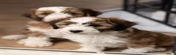 Mixed Breed dogs for sale: Beautiful Ttoodle Female  - Advert 2