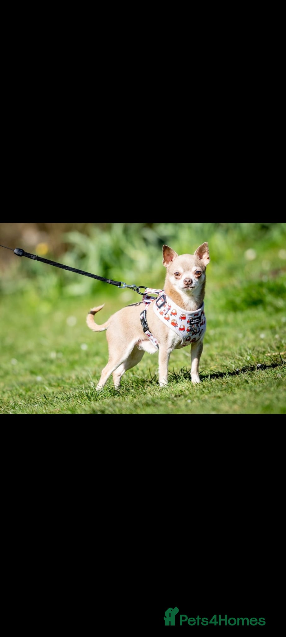 Chihuahua dogs for sale: Exquisite teeny Chihuahua puppies - Advert 5