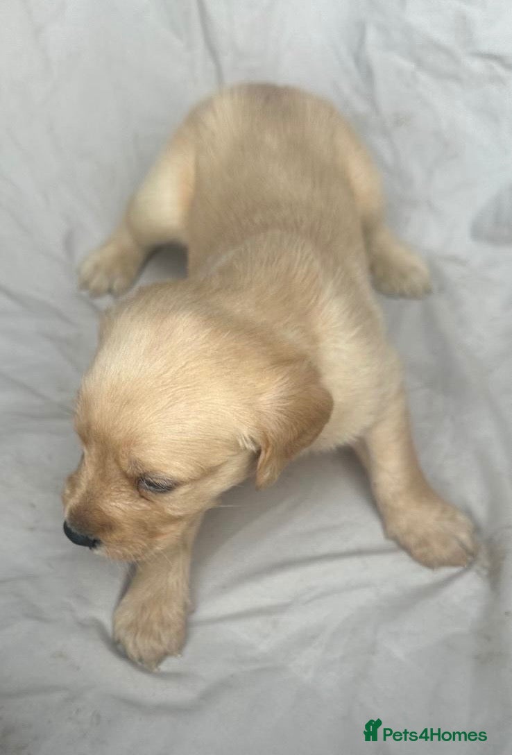 Labradoodle dogs Gorgeous labradoodle puppies - Advert 14