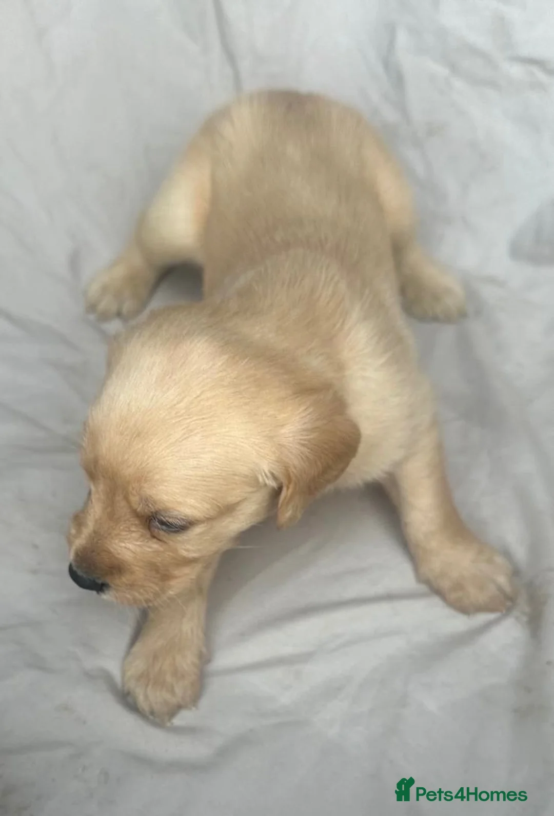 Labradoodle dogs for sale: Gorgeous labradoodle puppies - Advert 9