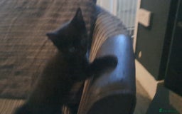 Mixed Breed cats for sale: 7 gorgeous kittens READY NOW - Image 22