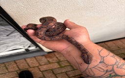 Boa Snake reptiles for sale: Brazilian Rainbow Boa  - Image 4