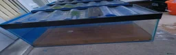 Bettas fish for sale: 3X custom made 31L Fish Tank - Advert 4