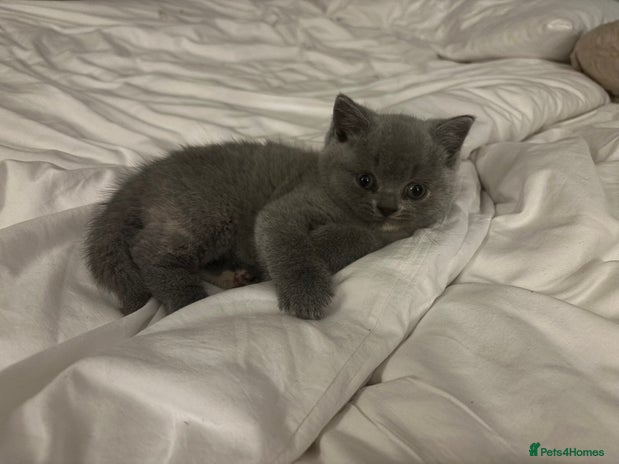 British Shorthair cats 2 Male British Short Hair Kittens - Advert 1