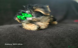 Yorkshire Terrier dogs for sale: Yorkshire Terrier Puppy 4 - 4 beautiful yorkie puppies  - Image 15