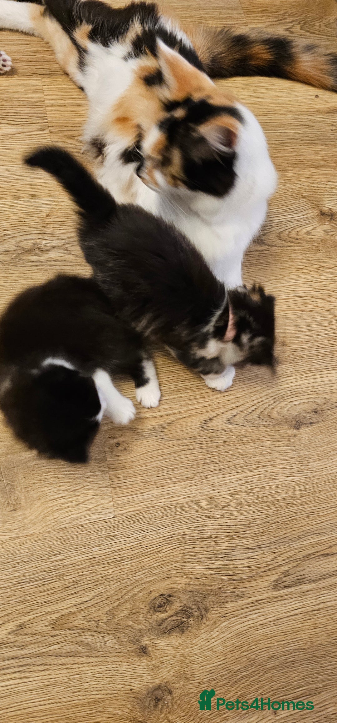 Mixed Breed cats for sale: 2 fluffy girls - Image 3