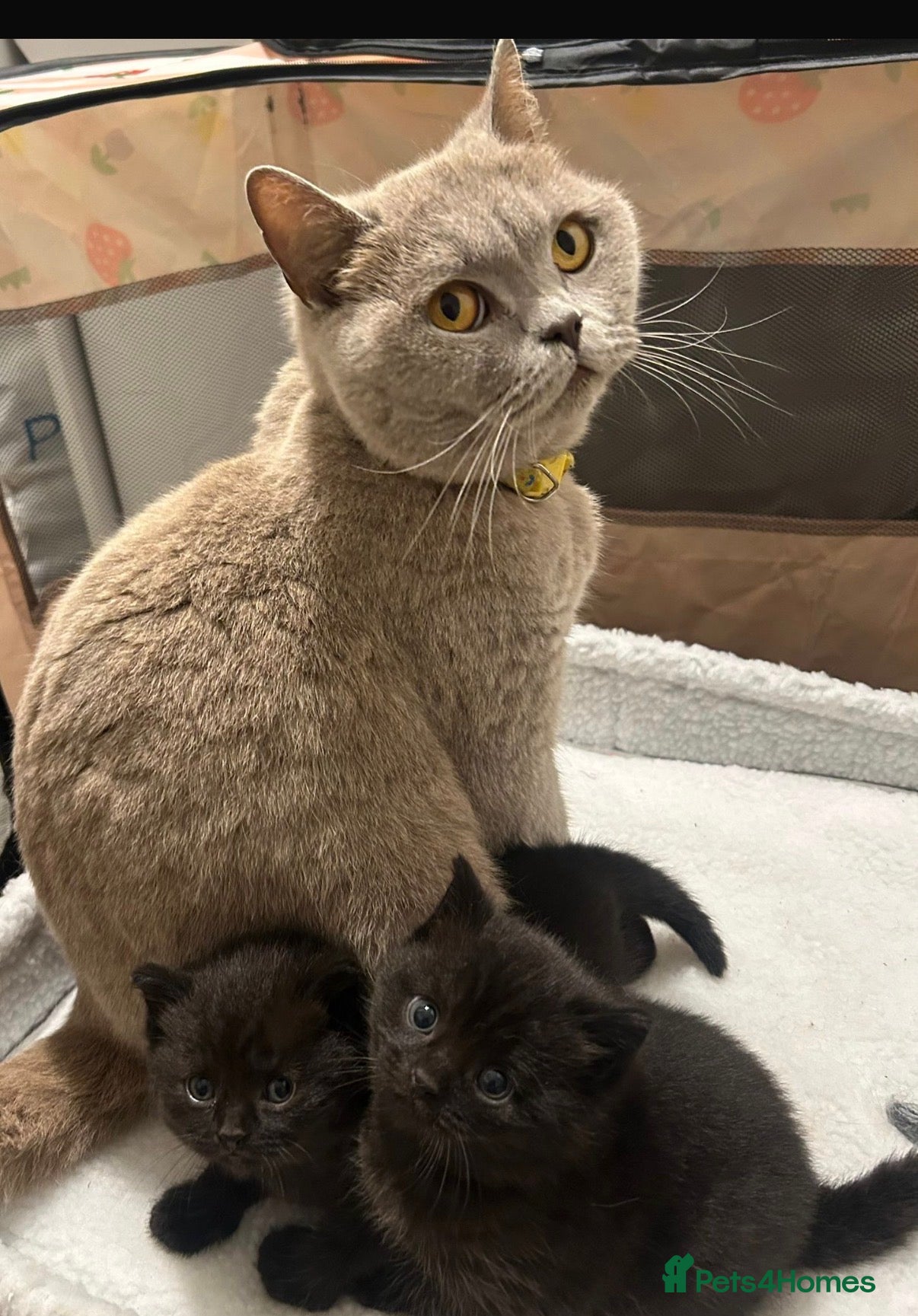British Shorthair cats 2 chunky black BSH kittens  - Advert 1