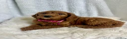 Goldendoodle dogs for sale: Top quality, health tested multiGen Double Doodles - Advert 9