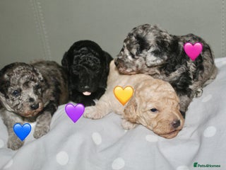 Cockapoo dogs - Advert 36